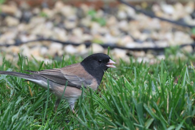 Dark-eyed Junco Foraging in Backyard Grass