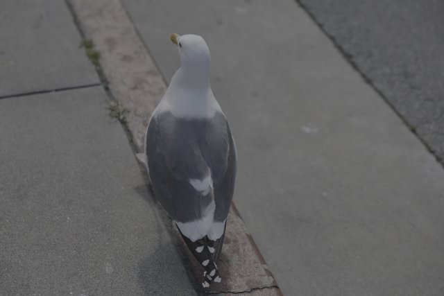 Sidewalk Seagull