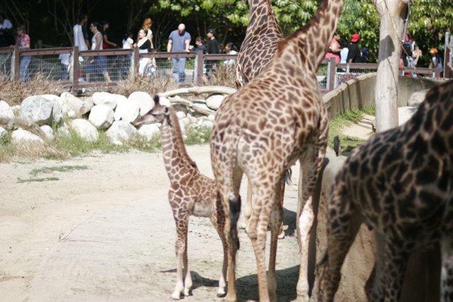 Majestic Giraffes at the Zoo