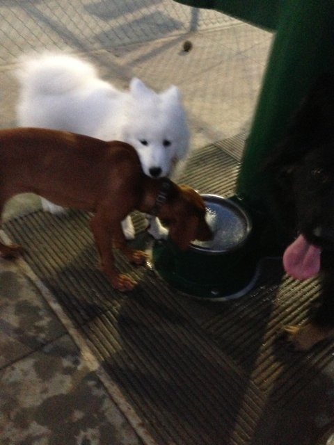 Eskimo Dogs and Canine Friends Quench Their Thirst