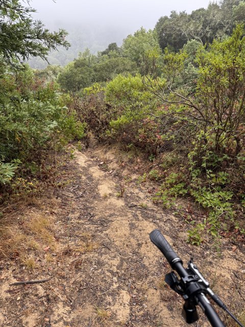 Journey Through the Redwoods