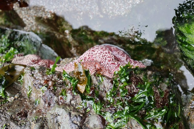 Pink Starfish Resting on Seaweed-Covered Tidal Rocks