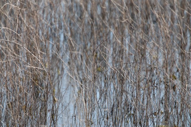 Winter Reeds and Wetland Reflections at Dusk