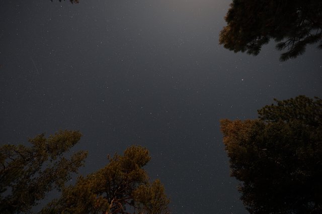 Star-Filled Sky Above Pine Forest at Night