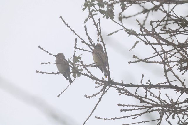 Two Birds Perched on Snowy Winter Branches