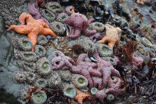 Vibrant Tide Pool Community at Schoolhouse Beach