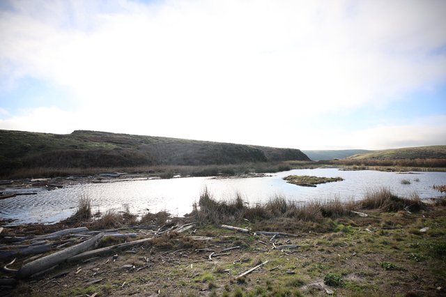 Wetland Estuary with Driftwood at Drakes Beach