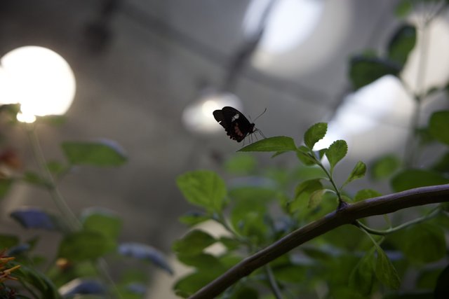 Fragile Beauty: An Encounter in the Greenhouse