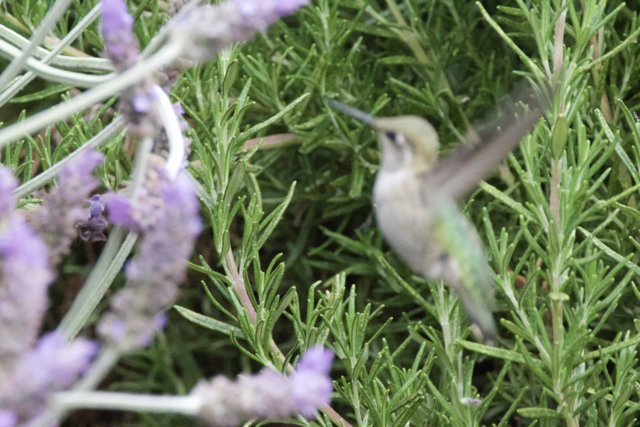 A Dance Amidst Herbs and Blossoms