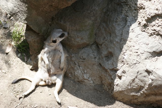 Rock-Sitting Meerkat