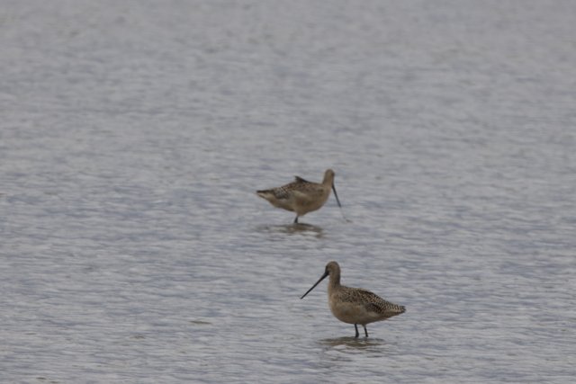 Tranquil Waterscape: Double Sandpiper Grace