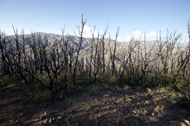 Remnants of a Fire-Swept Wilderness