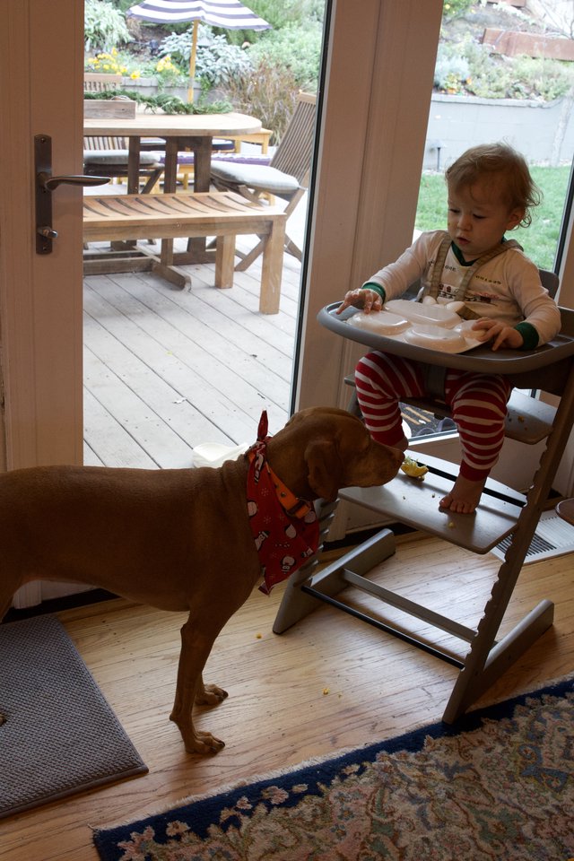 Toddler Sharing Mealtime with Dog at Home