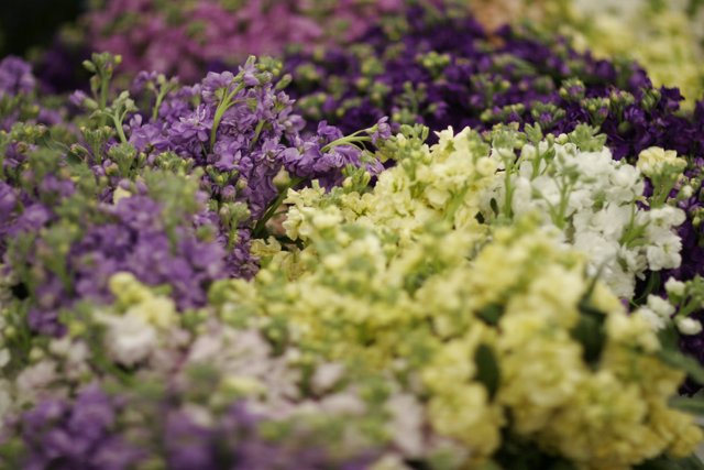 Bountiful Blooms at the Flower Market