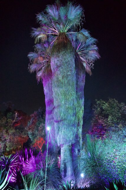 Enchanted Palm in a Garden of Lights