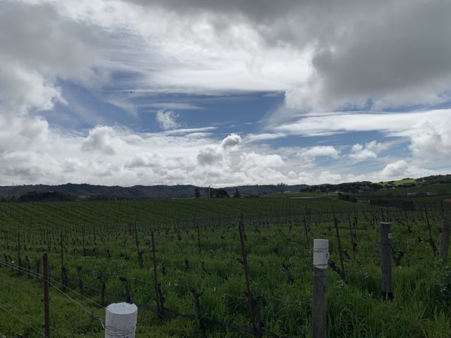 Cloudy Vineyard View