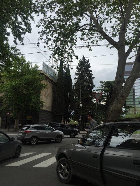 Leafy Trees in Tbilisi