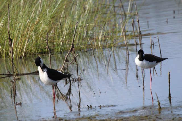 Black-necked Stilts Wading in Shallow Wetland Waters