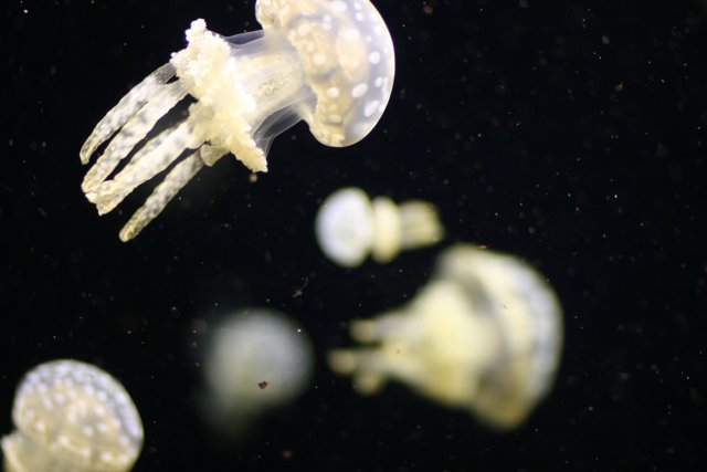 Moonlit Jellyfish in the Ocean