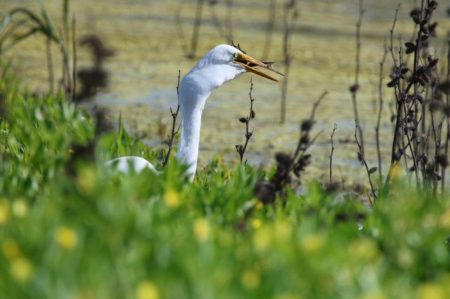 Great Egret Catching Fish in Wetland Marsh