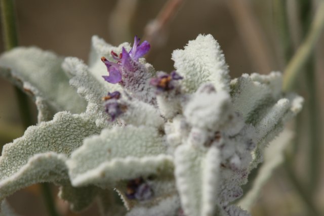 Purple Geranium Bloom in Frost