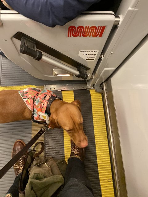 Train-riding Dog with a Bandana