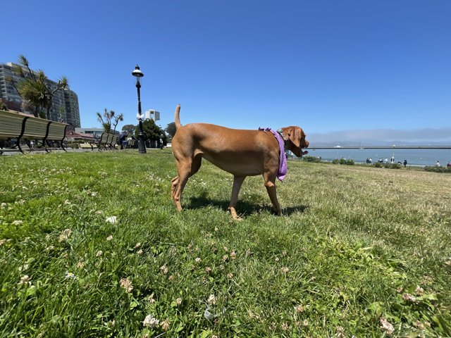 Regal Pup in the SF Maritime Park