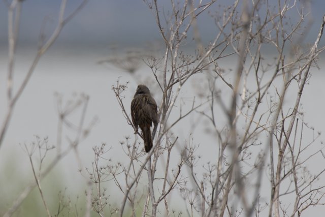 Perched Amongst the Branches