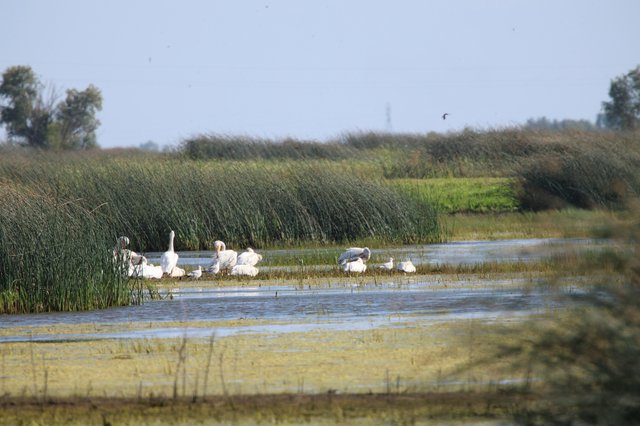 White Waterfowl Gathering in Wetland Marshes