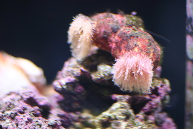 Pink and White Sea Anemone in a Coral Reef