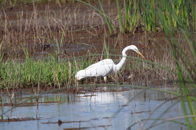Great Egret Hunting in Shallow Wetland Waters