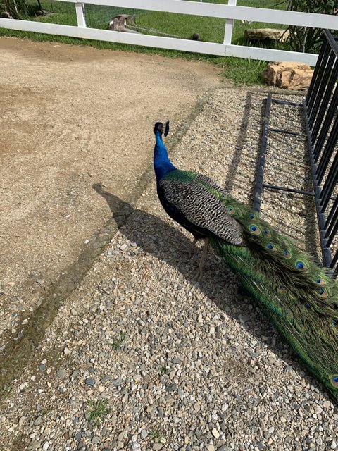 Majestic Peacock Strolling on the Ground
