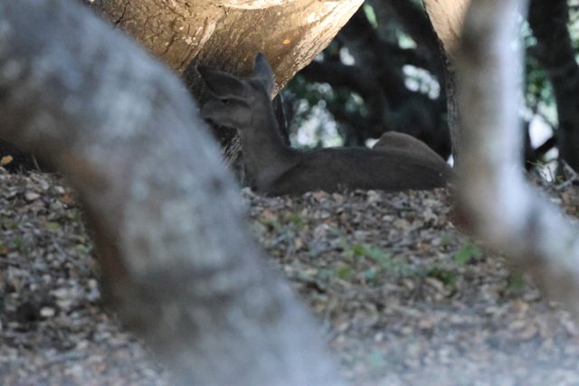 Woodland Whisper