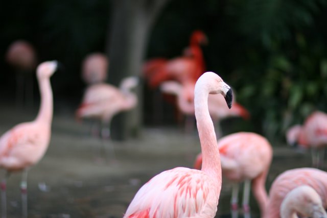 Flock of stylish flamingos