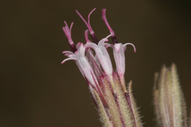 Pollen-Dusted Geranium Flower