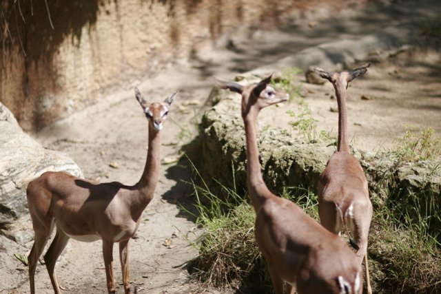 The Impala and Two Antelopes