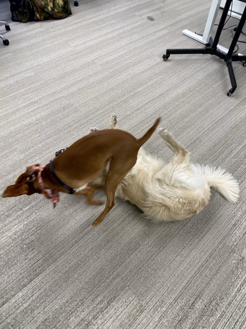 Canine Combat on the Floor