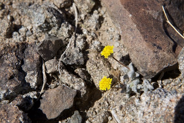 Resilient Daisy Among the Rocks