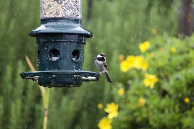 Chickadee Braving the Rain at Bird Feeder