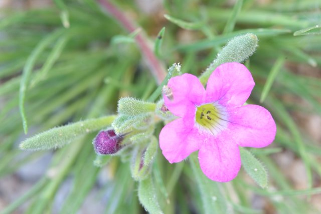 Pink Geranium with Green Leaves