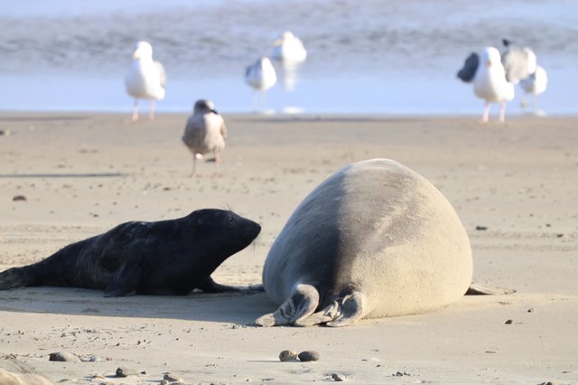 Elephant Seal Mother and Pup at Drakes Beach