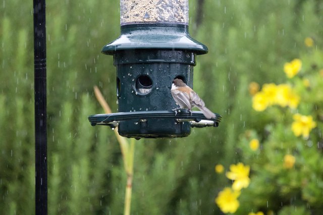 Small Bird Perched on Feeder in Rain Shower