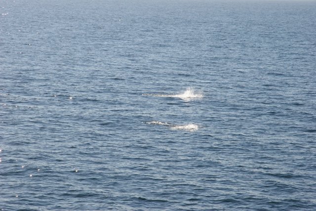 Two Whales in the Ocean