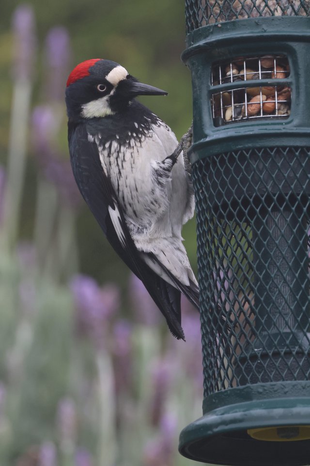 Acorn Woodpecker at Backyard Bird Feeder