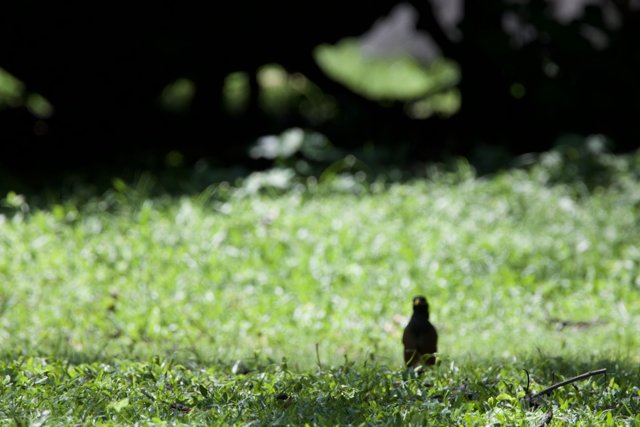 Solitary Sentinel: A Blackbird in the Meadow