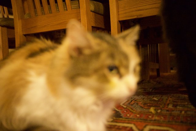 A Feline Takeover on Hardwood Floors