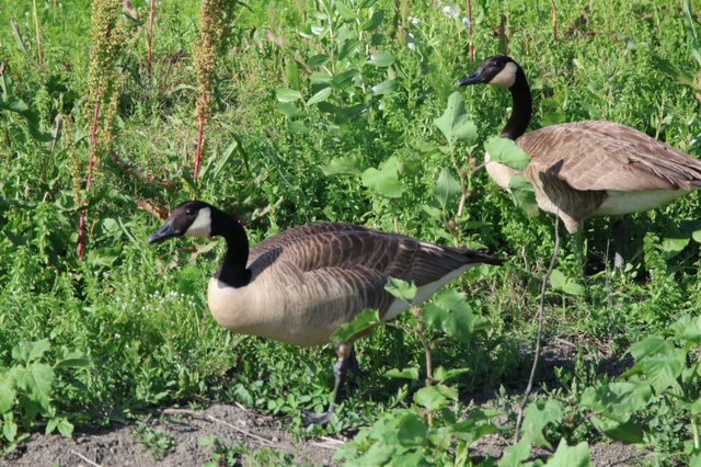 Canada Geese Foraging in Lush Wetland Vegetation