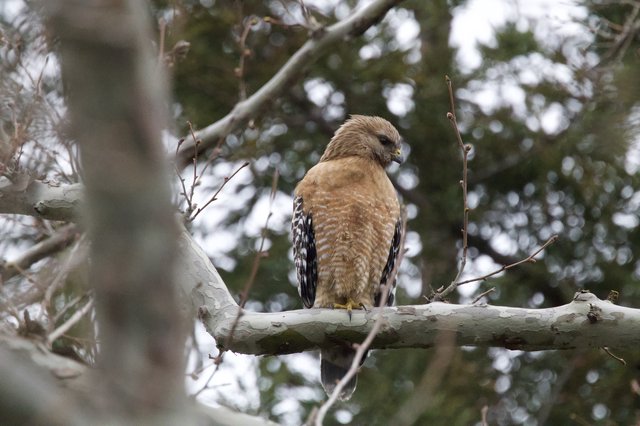 Red-shouldered Hawk Perched on Winter Branch