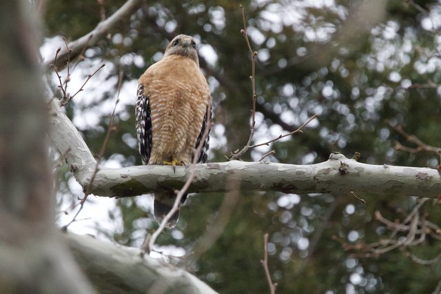 Red-Shouldered Hawk Perched on Winter Branch
