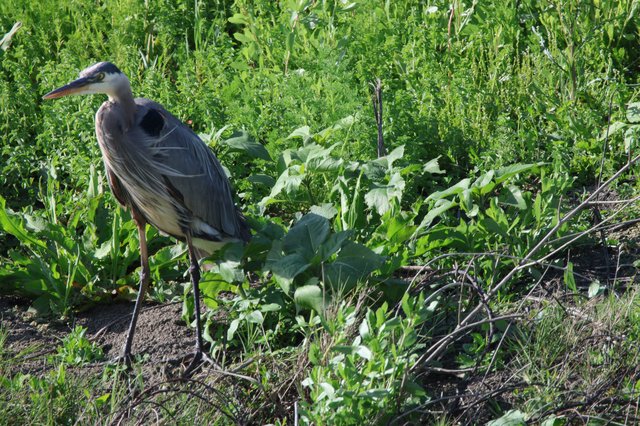 Great Blue Heron Standing in Wetland Vegetation
